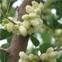 Шелковица белая Альба (лист зеленый, ягоды белые) Поиск